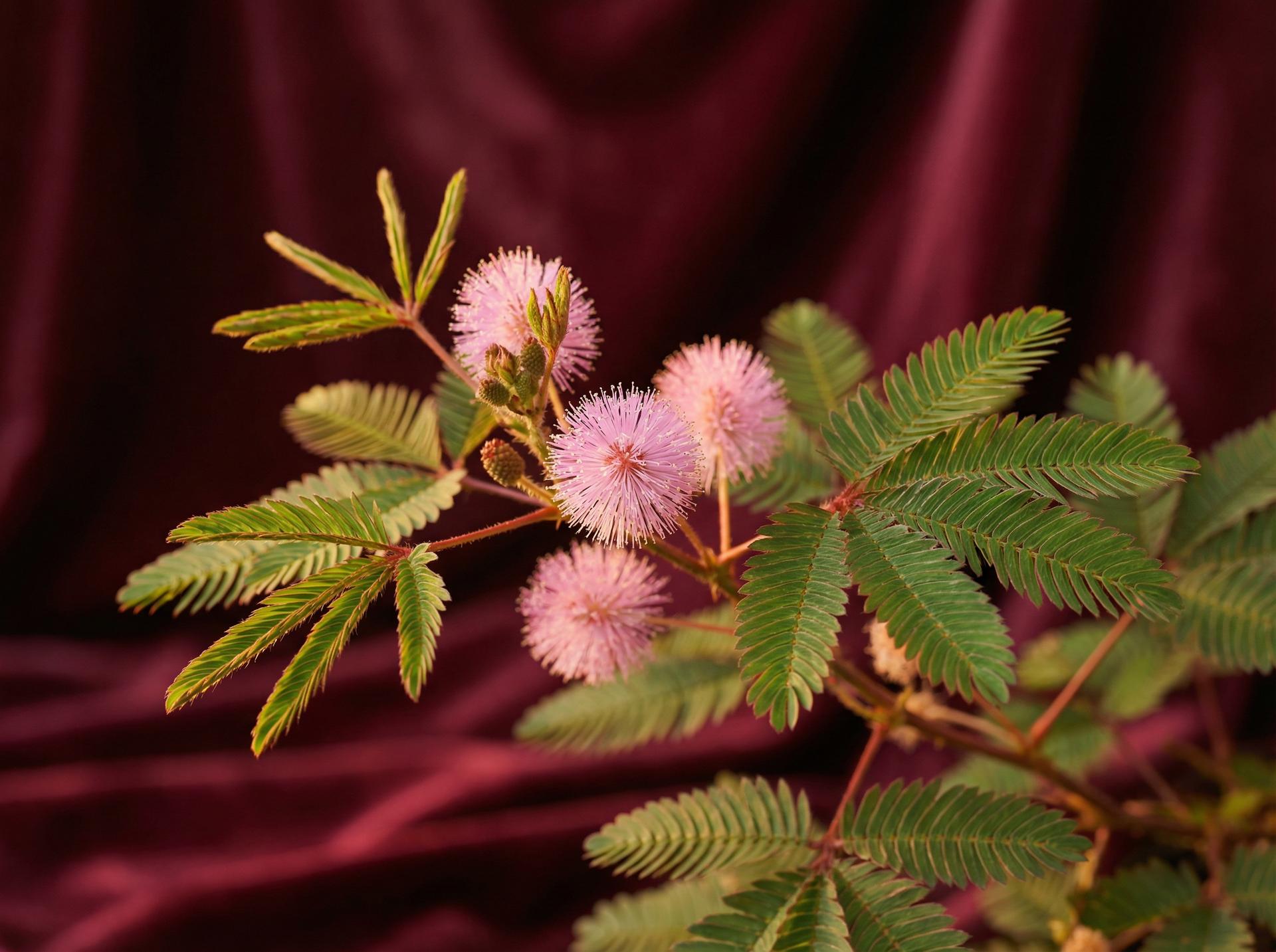 蜜芽植物视频 - 含羞草养护视频教程